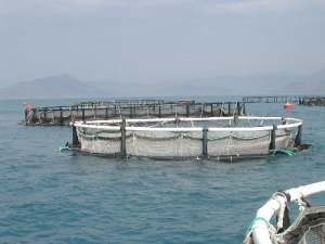 Sea cages