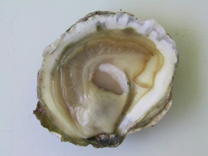 Inside of oyster