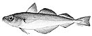 Trisopterus esmarkii