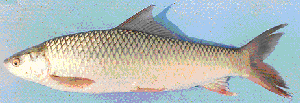 photo of Mrigal carp