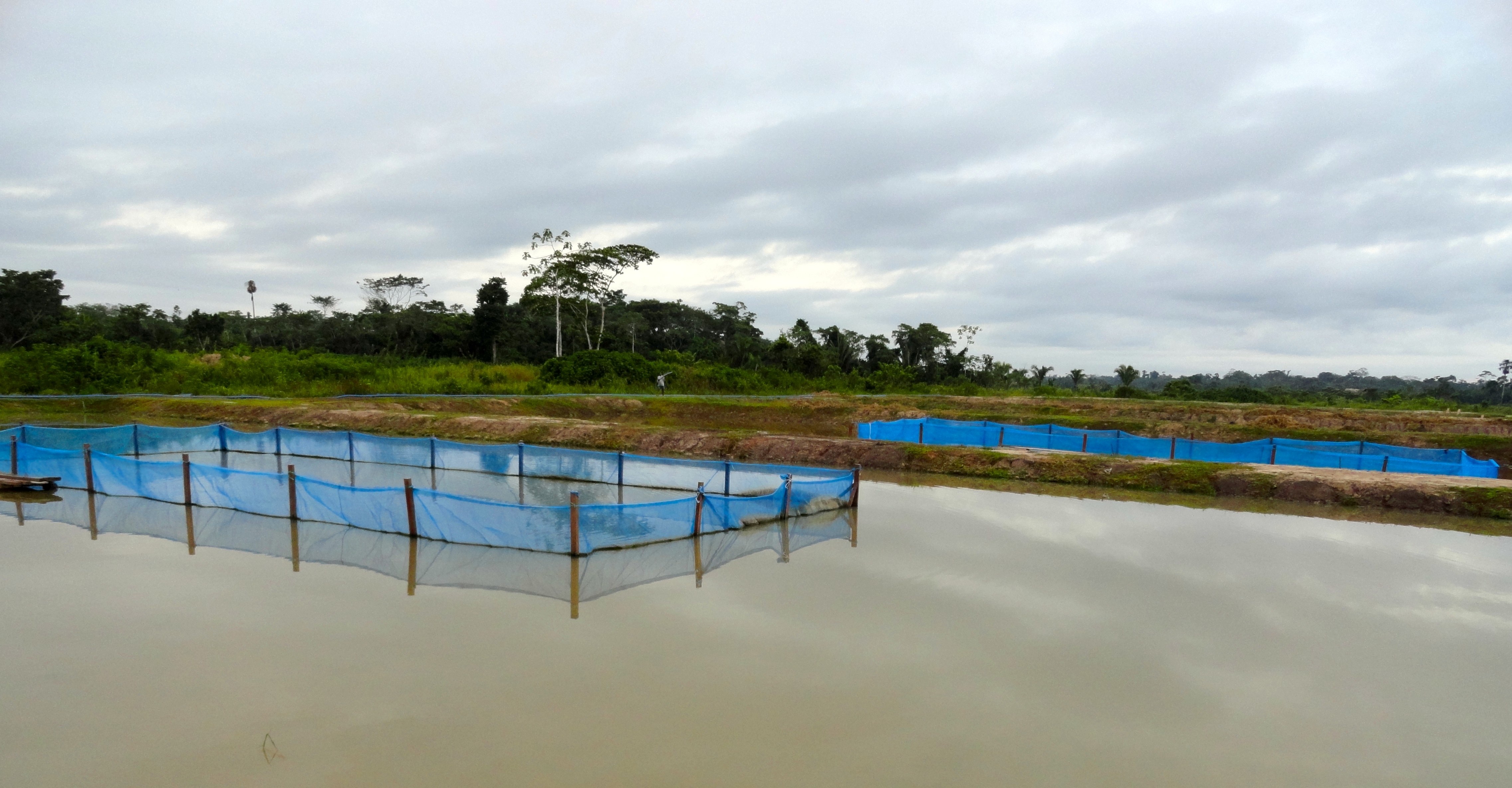 Hunting Arapaima Gigas, Commercial Fishing at RCG (Rawakalong Casting  Ground) 