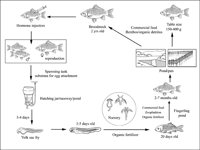 FAO: Grass carp home