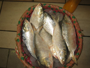 milkfish for tuna bait, milkfish for tuna bait Suppliers and