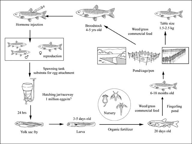 Fish Facts: Grass carp (Ctenopharyngodon idella) - Orvis News