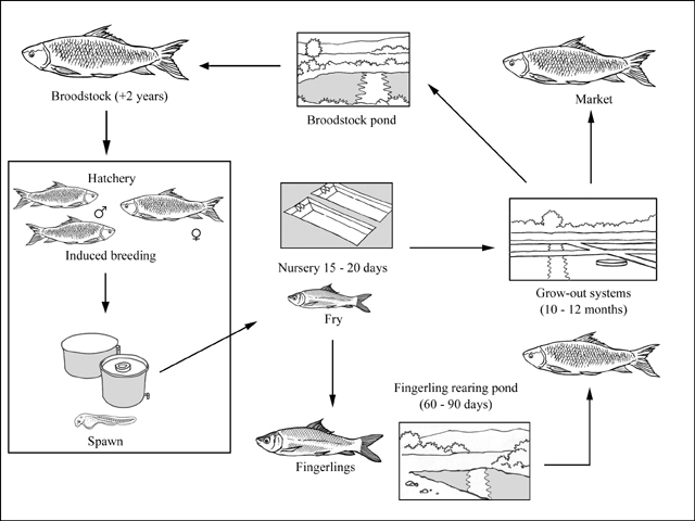 FAO: Grass carp home