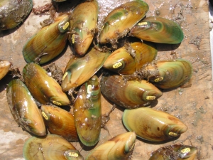 New Zealand mussel